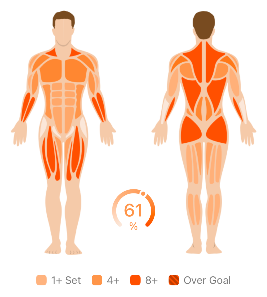 Muscle map showing the weekly training.